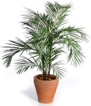 Areca palm, one of three air-enhancing plants.